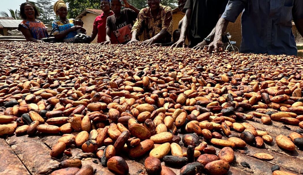 Kakaoernte in Ghana