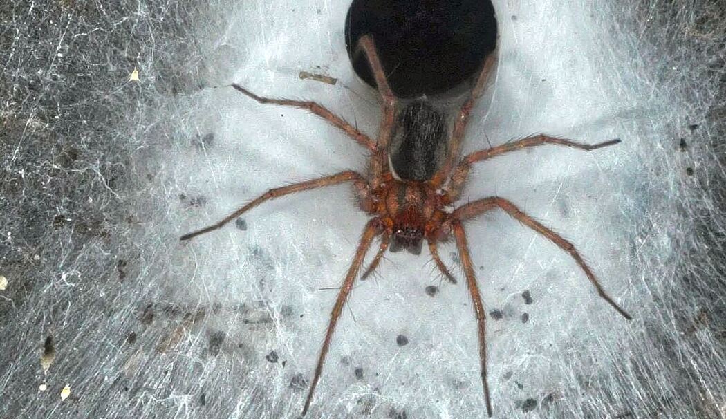 Griechenland: Spinnennetz in Höhle entdeckt