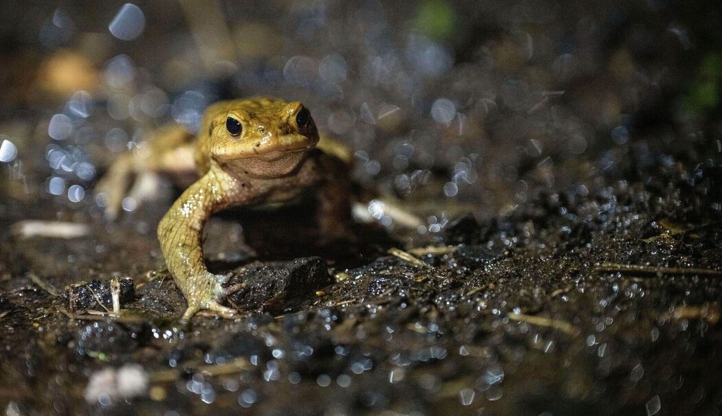 Eine Erdkröte wandert bei Dunkelheit