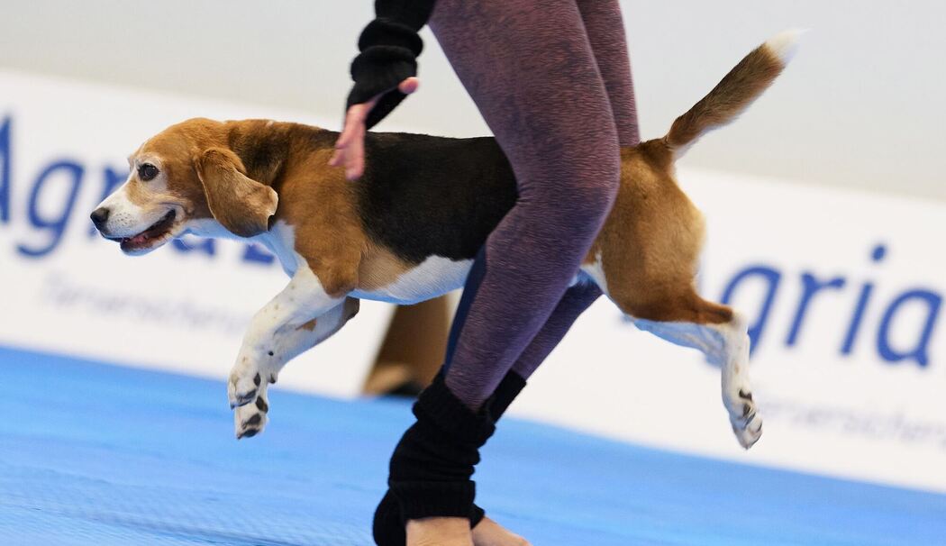 Meisterschaft im Dog Dancing auf Messe «Hund & Pferd»