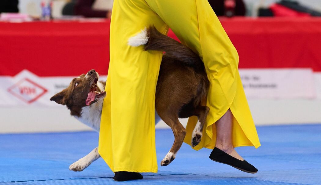 Meisterschaft im Dog Dancing auf Messe «Hund & Pferd»