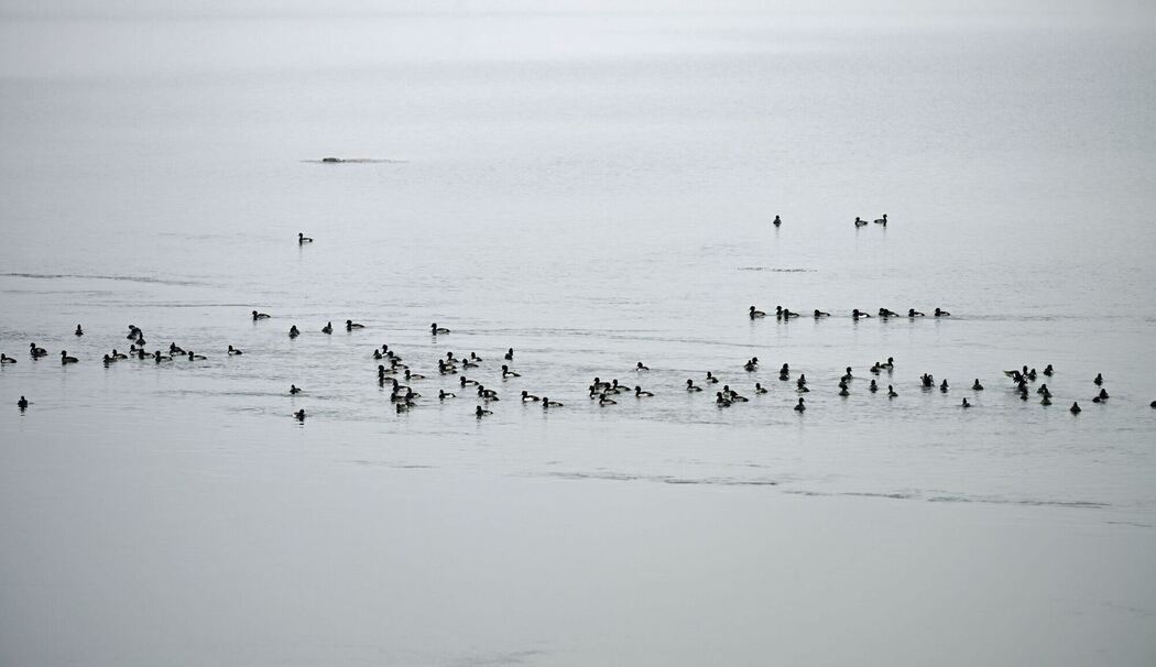 Wegsperre für Spaziergänger nach Vogelgrippe-Verdacht