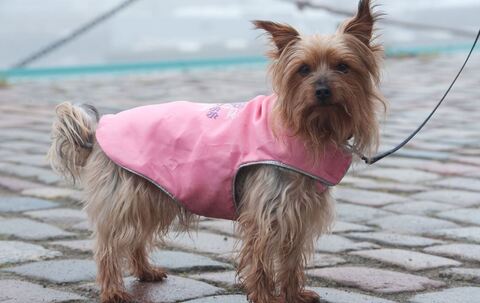 Australian Silky Terrier mit einem Mantel