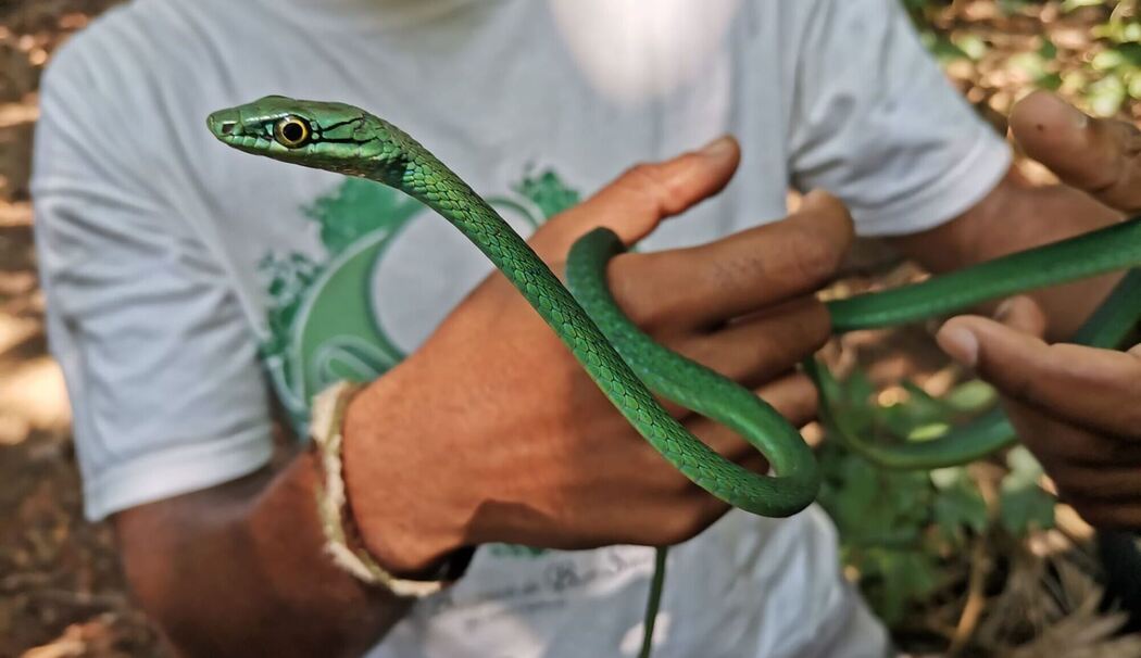 Forscher warnen: Inselreptilien sterben unbemerkt aus Forscher warnen: Inselreptilien sterben unbemerkt aus