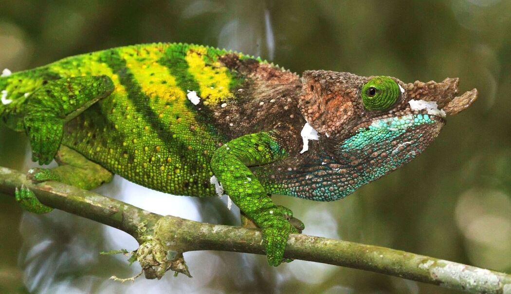 Forscher warnen: Inselreptilien sterben unbemerkt aus Forscher warnen: Inselreptilien sterben unbemerkt aus