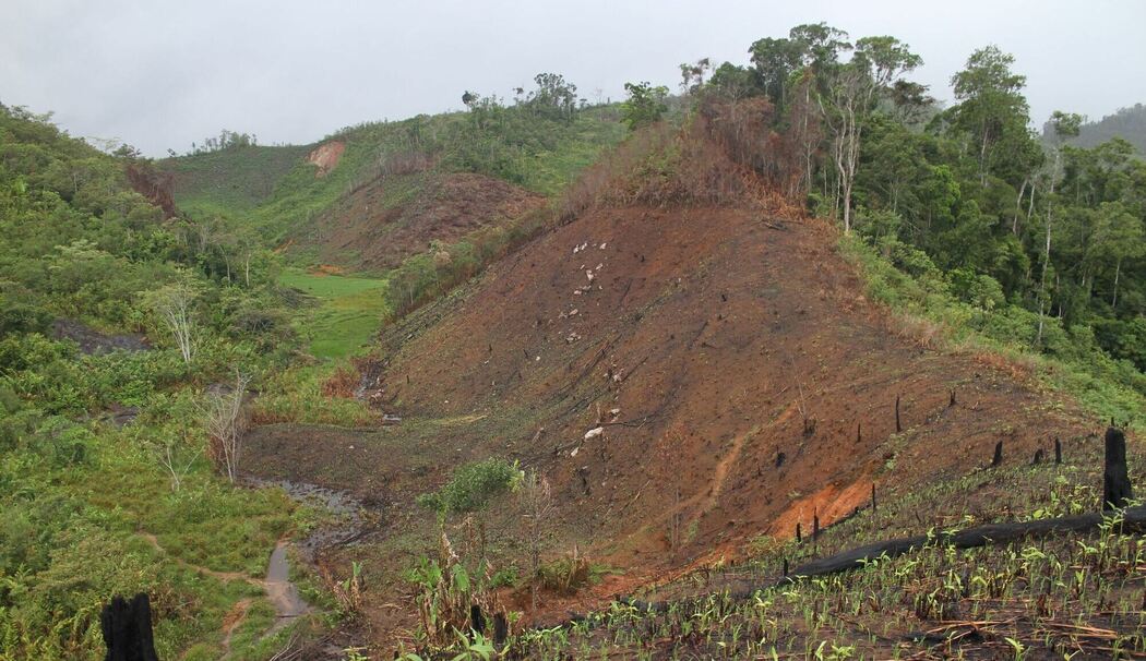 Forscher warnen: Inselreptilien sterben unbemerkt aus Forscher warnen: Inselreptilien sterben unbemerkt aus