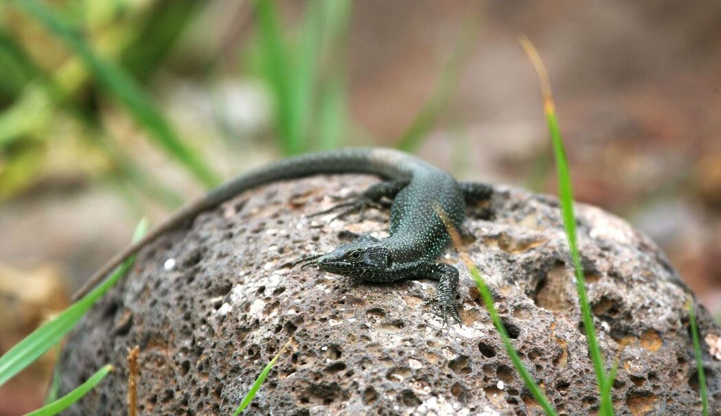 Forscher warnen: Inselreptilien sterben unbemerkt aus Forscher warnen: Inselreptilien sterben unbemerkt aus