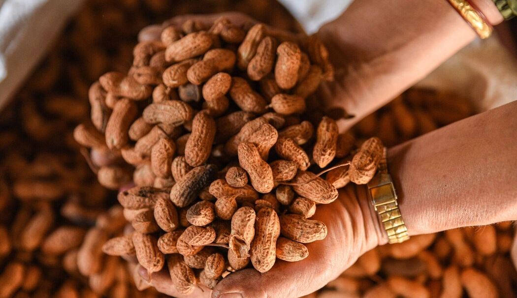 Geröstete Erdnüsse