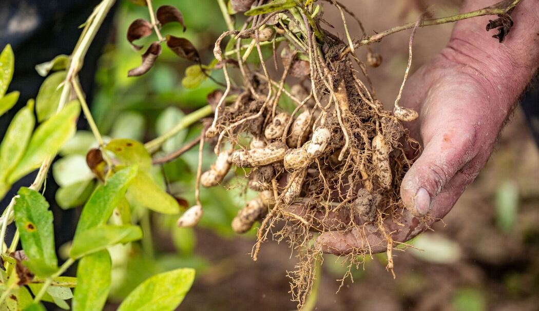 Erdnuss-Ernte hat begonnen