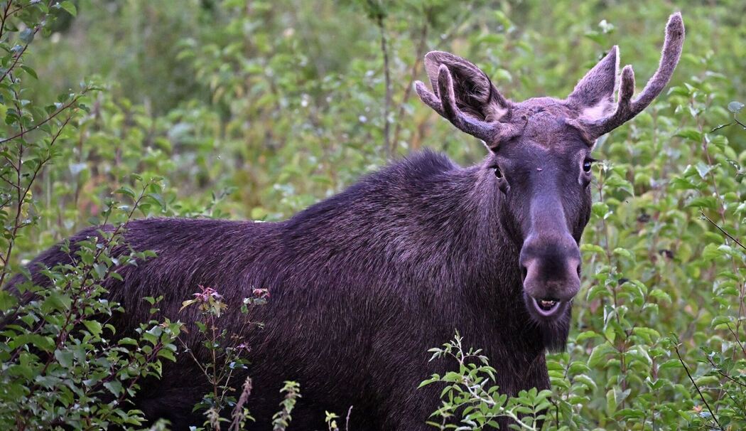 Elche auf Wanderschaft werden immer wieder gesichtet Elche auf Wanderschaft werden immer wieder gesichtet