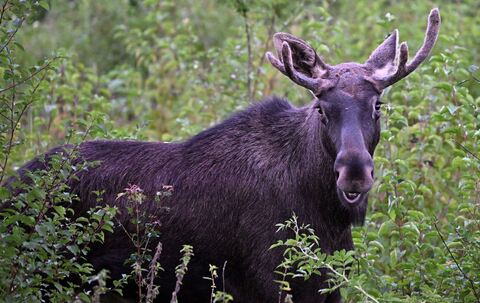 Elche auf Wanderschaft werden immer wieder gesichtet