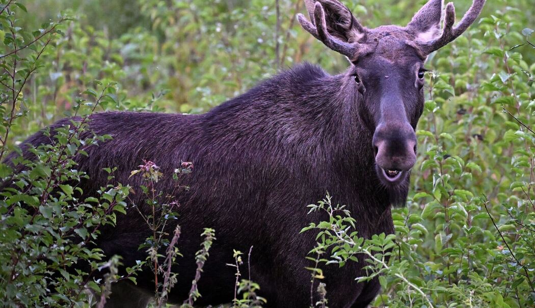 Elche auf Wanderschaft werden immer wieder gesichtet Elche auf Wanderschaft werden immer wieder gesichtet