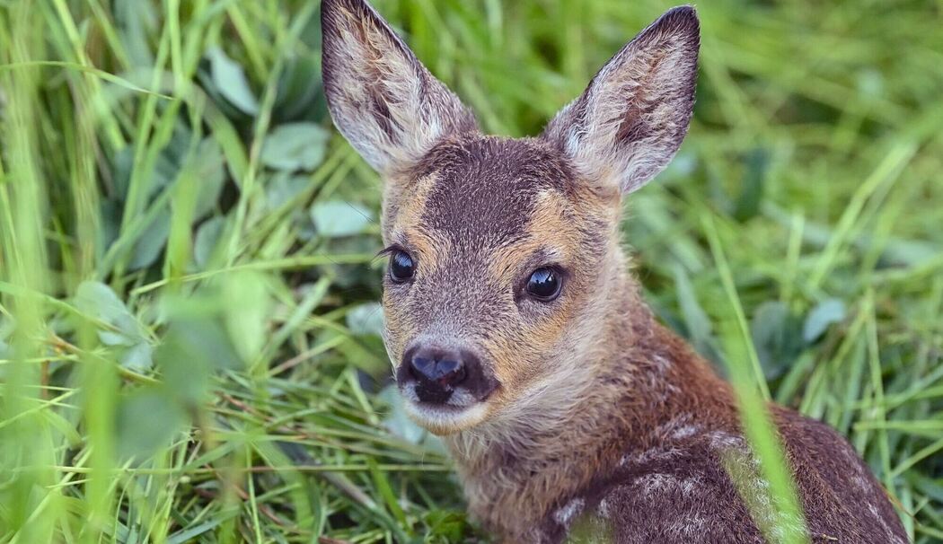 Rehkitz liegt im Gras Rehkitz liegt im Gras