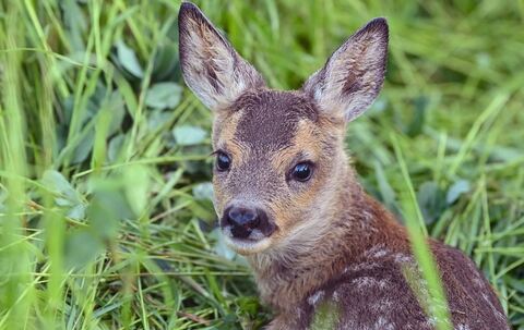Rehkitz liegt im Gras
