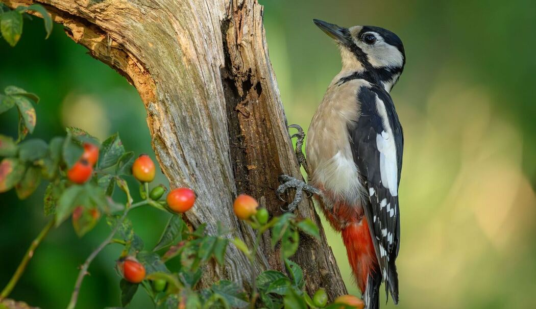 Buntspecht auf Nahrungssuche