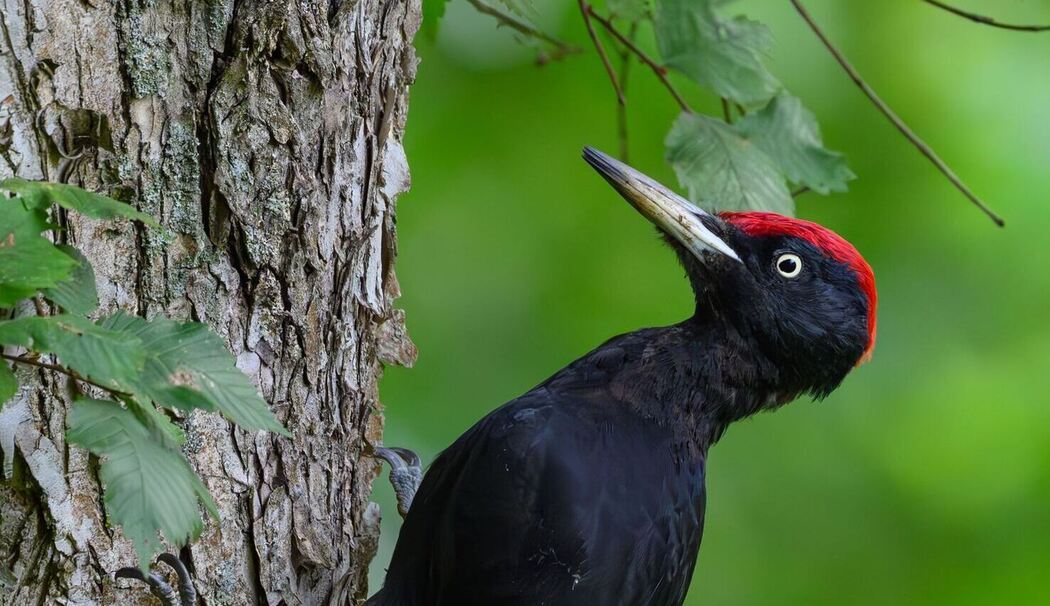 Schwarzspecht auf Nahrungssuche