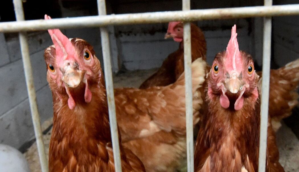 Stallpflicht für Hühner