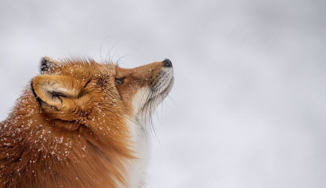 Fuchs läuft durch den Schnee in seinem Gehege Fuchs läuft durch den Schnee in seinem Gehege