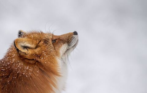Fuchs läuft durch den Schnee in seinem Gehege