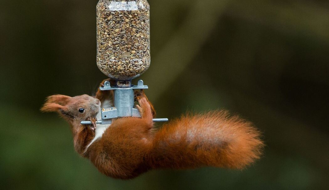 Eichhörnchen erklettert ein Vogelfuttersilo Eichhörnchen erklettert ein Vogelfuttersilo
