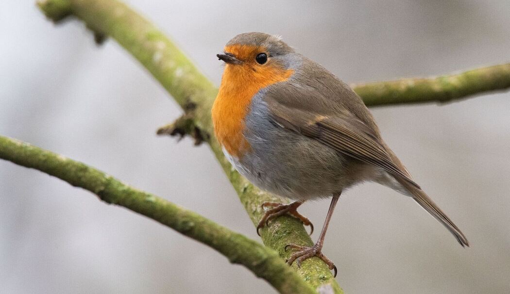 Rotkehlchen sitzt auf einem Ast Rotkehlchen sitzt auf einem Ast