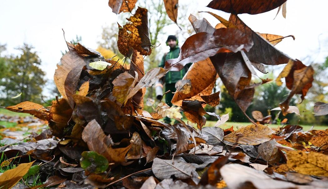 Herbstlaub Herbstlaub