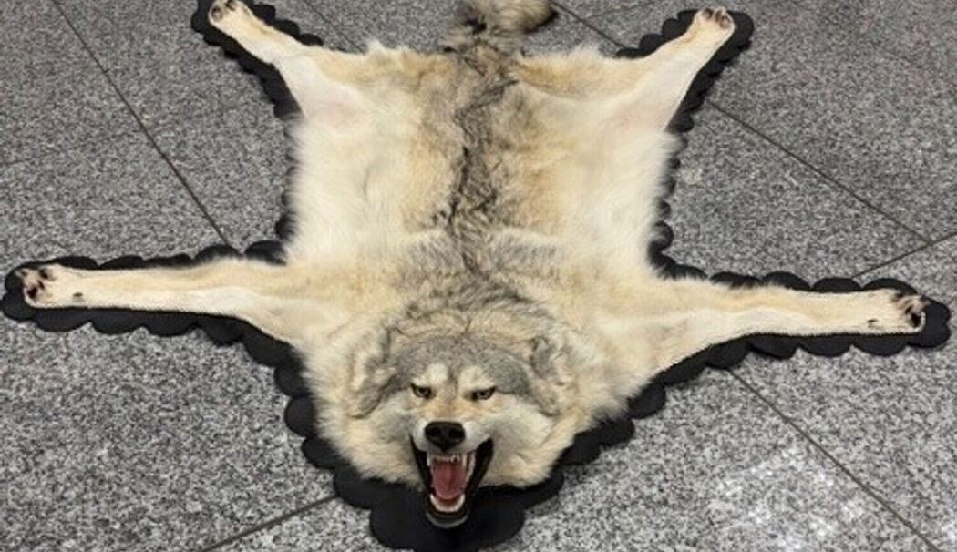 Zoll findet Wolfspelz im Koffer