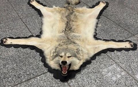 Zoll findet Wolfspelz im Koffer