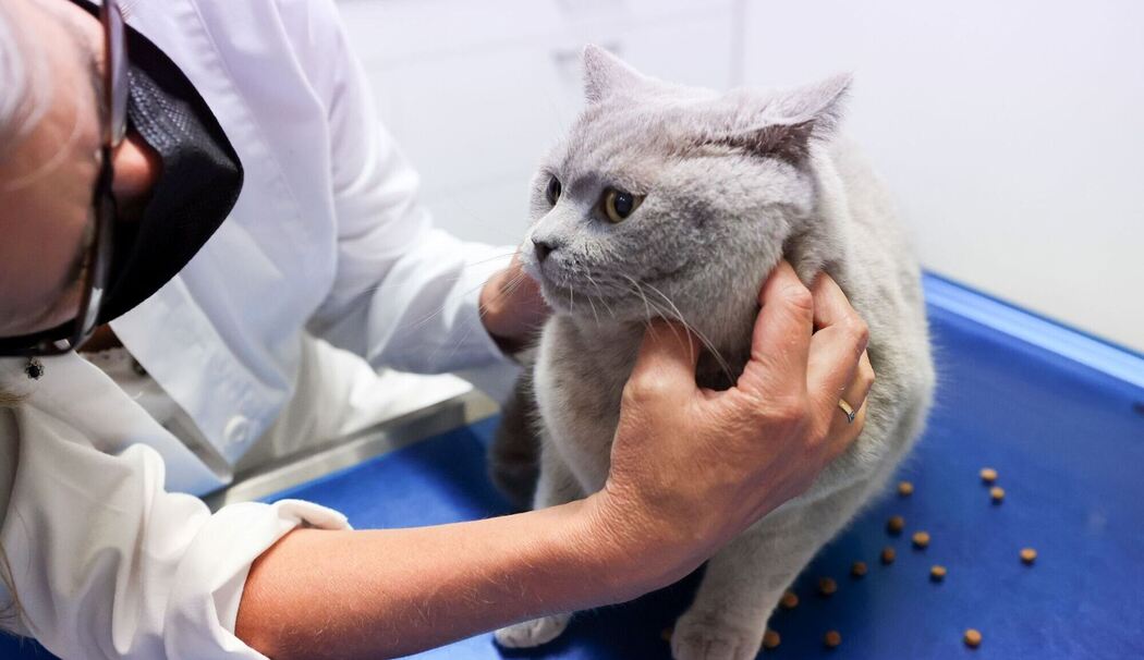 Eine Tierärztin untersuchet eine Katze Eine Tierärztin untersuchet eine Katze