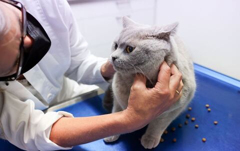 Eine Tierärztin untersuchet eine Katze