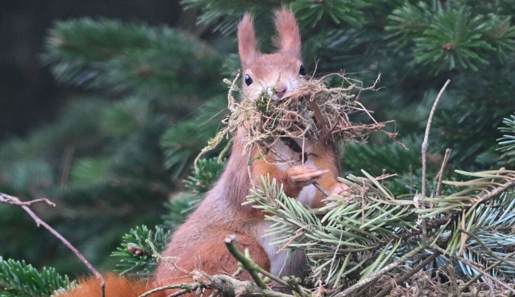 Eichhörnchen sammelt Nistmaterial Eichhörnchen sammelt Nistmaterial