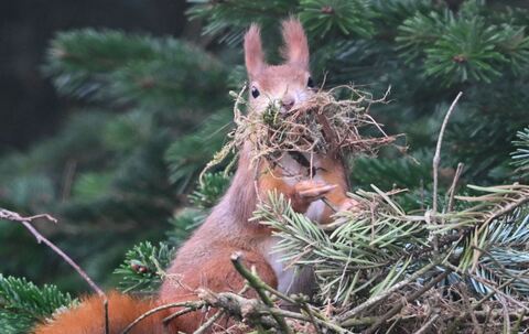 Eichhörnchen sammelt Nistmaterial