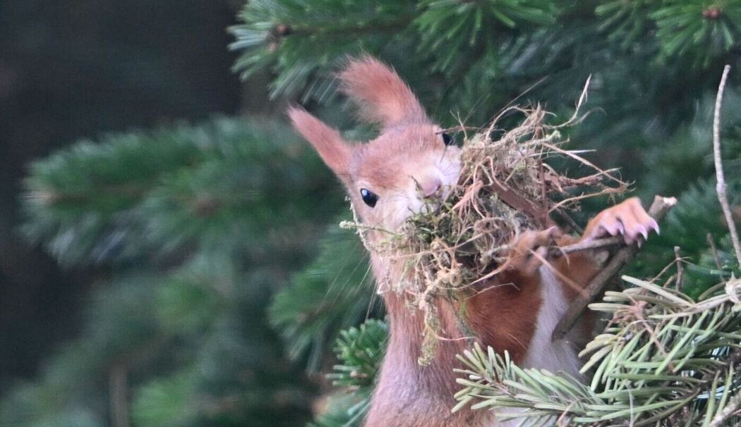 Eichhörnchen sammelt Nistmaterial Eichhörnchen sammelt Nistmaterial