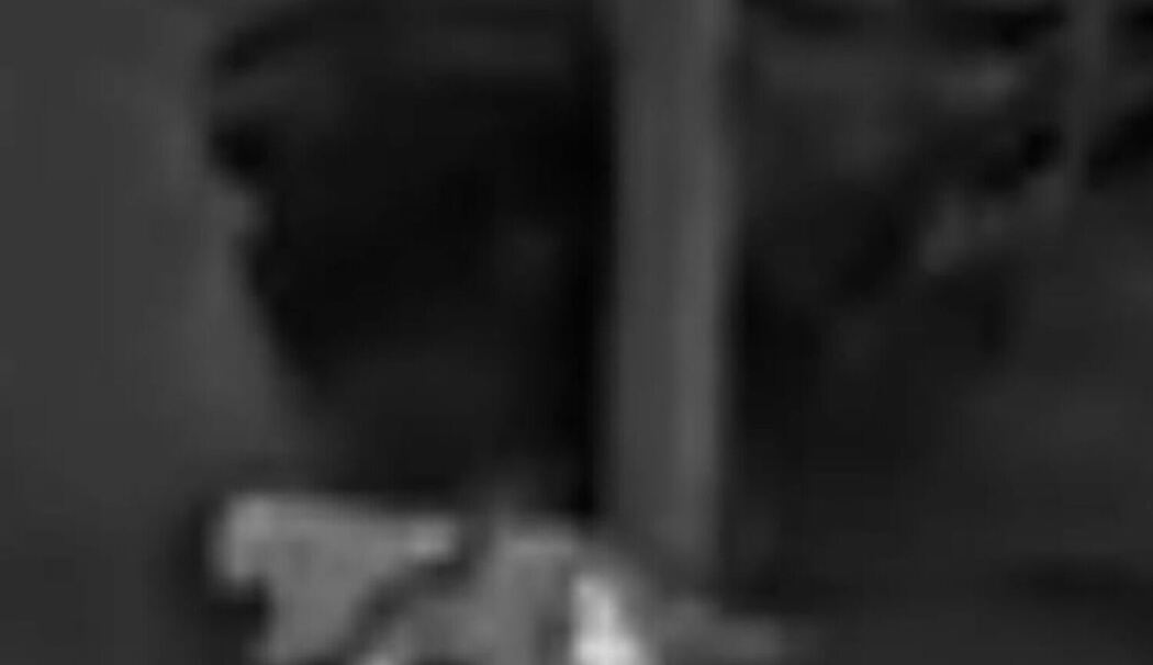 Vermeintliche Großkatze in Kalenborn gesichtet Vermeintliche Großkatze in Kalenborn gesichtet