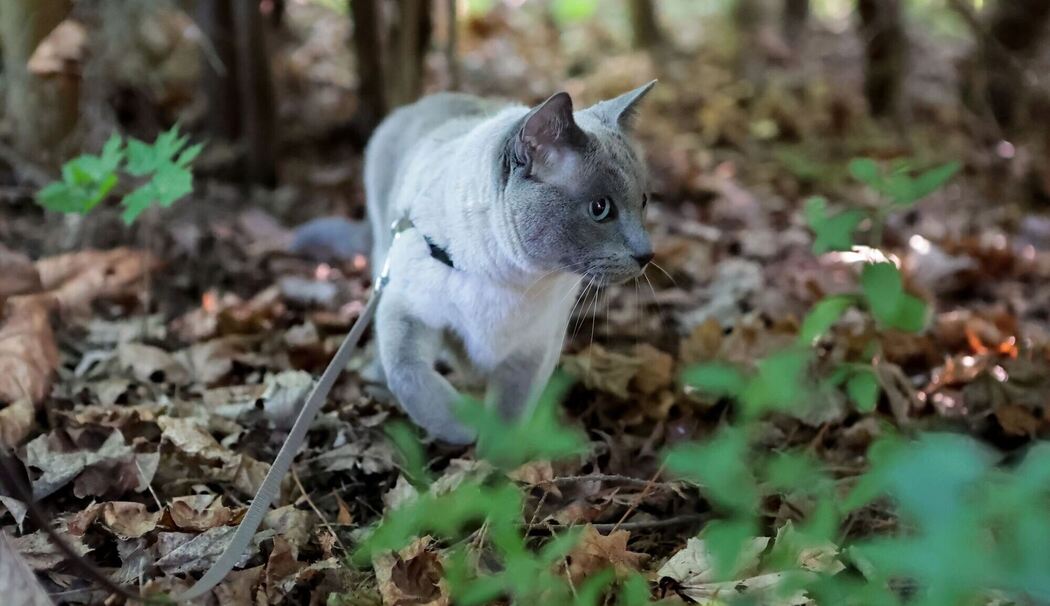 Katze erkundet an der Leine ein Waldstück Katze erkundet an der Leine ein Waldstück