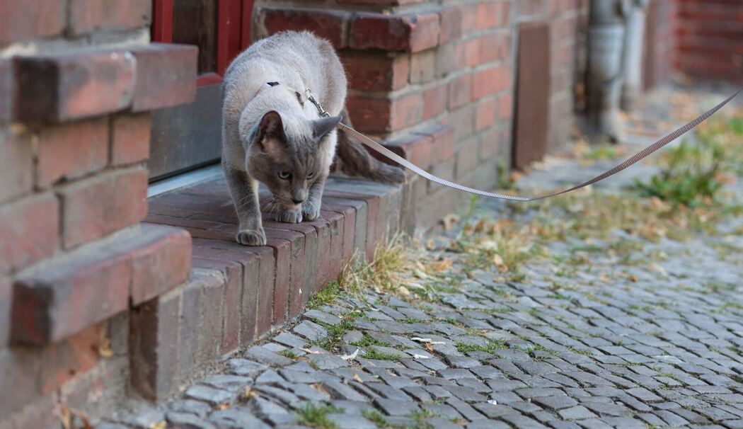 Katze an der Leine steht im Hauseingang Katze an der Leine steht im Hauseingang