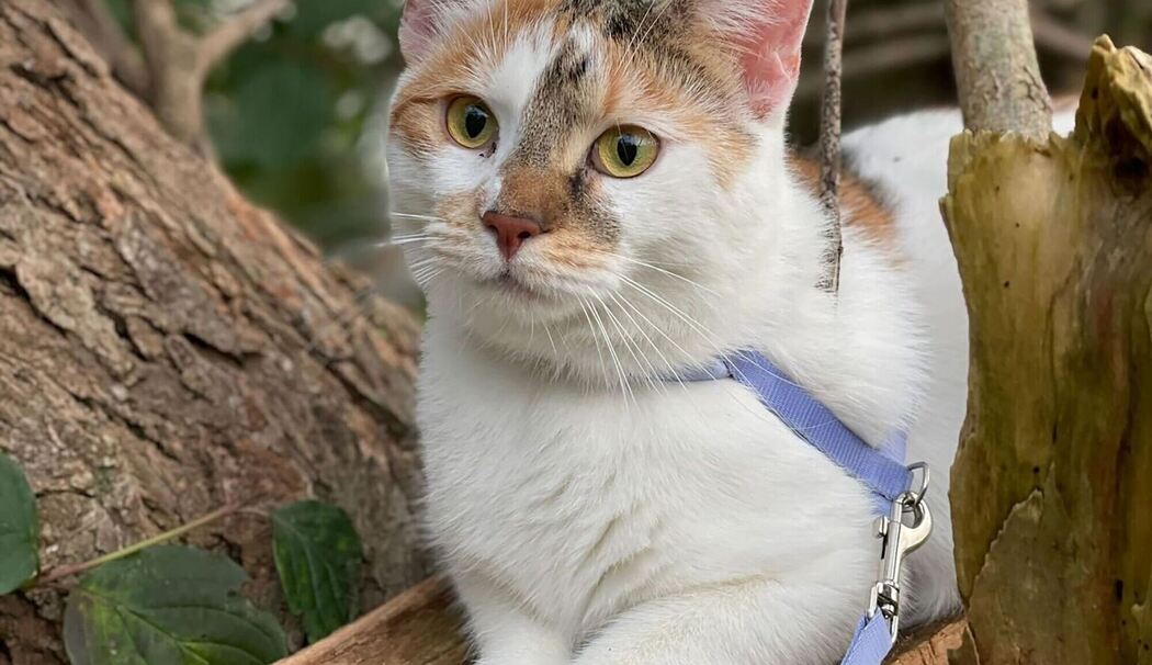 Katze mit Brustgeschirr sitzt auf einem Baum Katze mit Brustgeschirr sitzt auf einem Baum