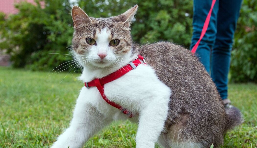 Katze geht an der Leine spazieren Katze geht an der Leine spazieren