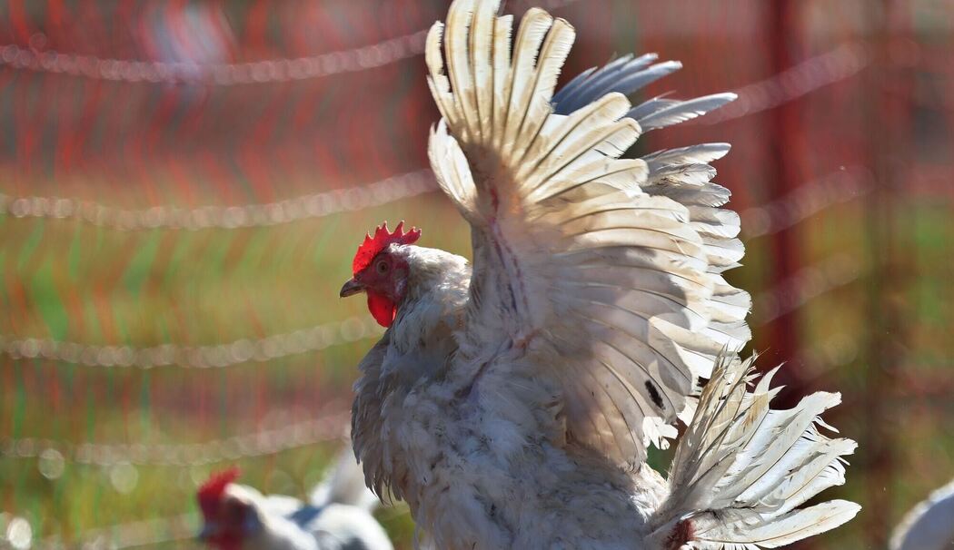 Legehennen auf Biobauernhof