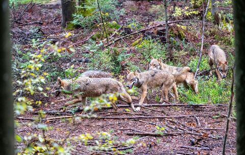 Wölfe im Nationalparkzentrum Falkenstein