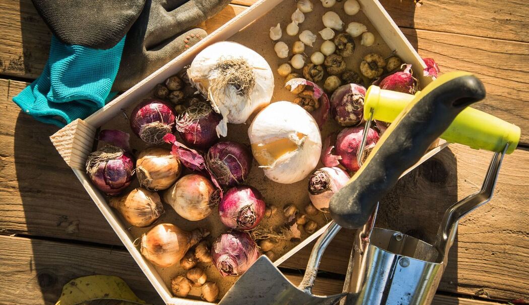 Verschiedene Blumenzwiebeln liegen in einer Holzkiste