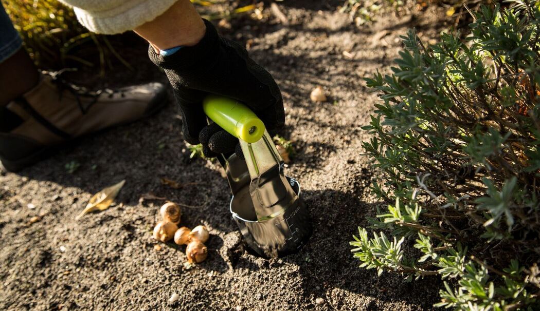 Frau pflanzt Blumenzweibeln von Krokussen ein