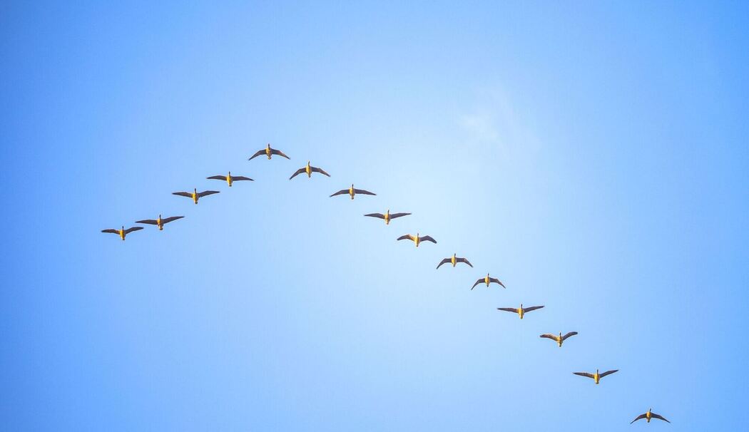 Gänse im Formationsflug Gänse im Formationsflug