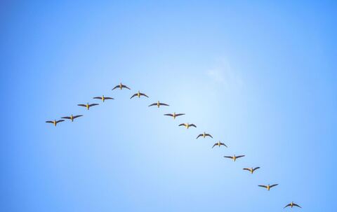 Gänse im Formationsflug