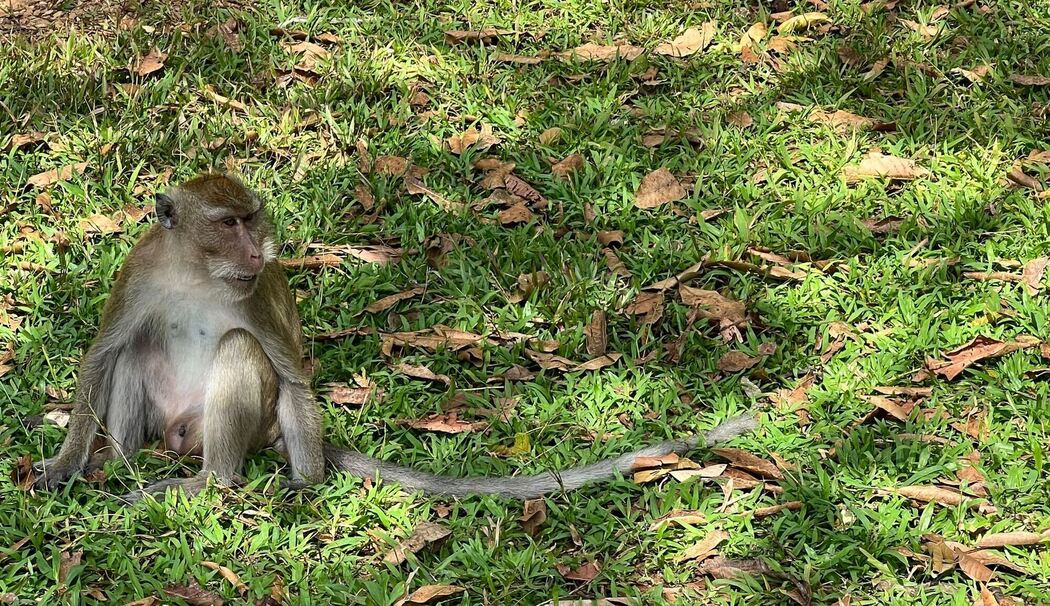 Langschwanzmakake Langschwanzmakake