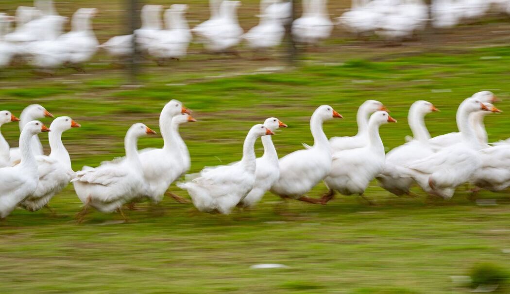 Gänse laufen über eine Wiese