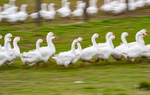 Gänse laufen über eine Wiese