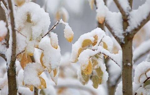 Schnee auf dem Brocken
