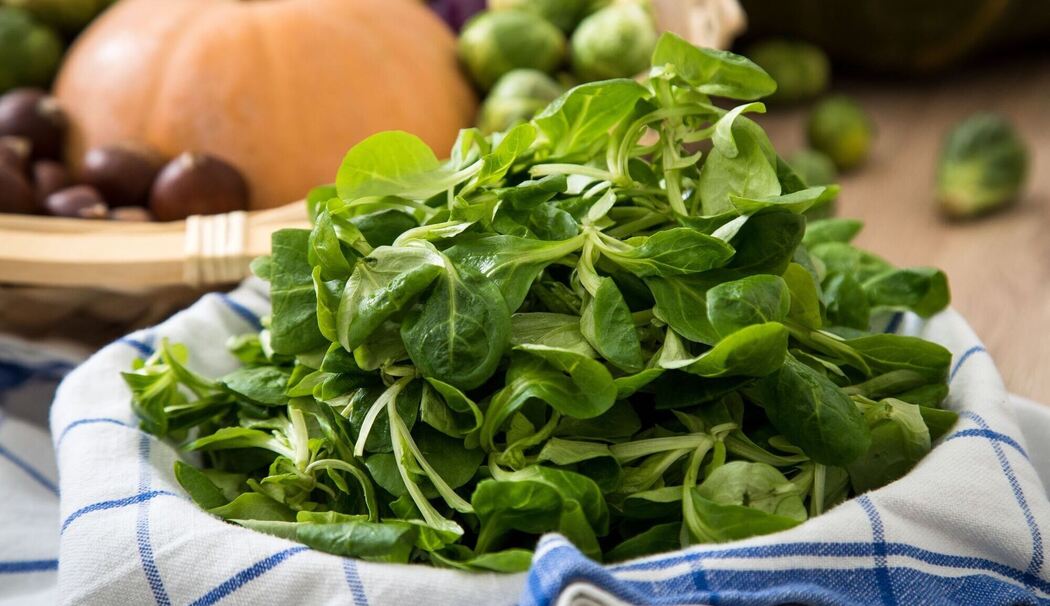 Feldsalat liegt in einer Schüssel Feldsalat liegt in einer Schüssel