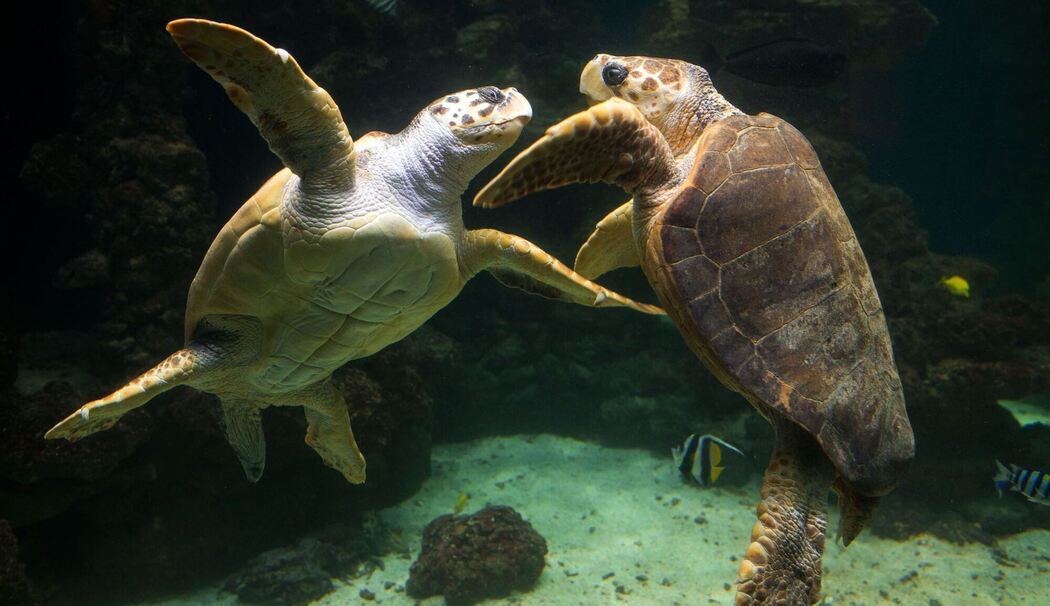 Meeresschildkröten